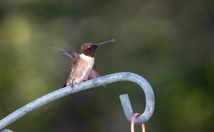 hummingbird eating a mosquito