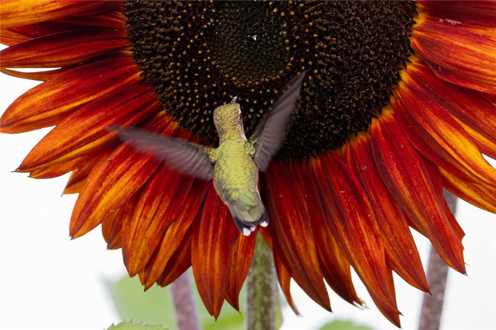 Light green hummingbird flying and eating in front of red sunflower