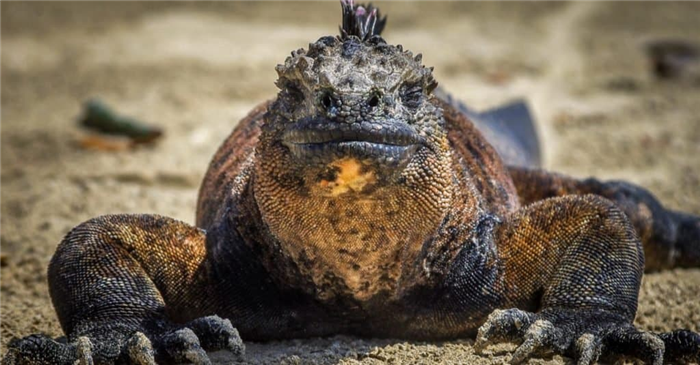 The Marine Iguana, also known as the Galápagos Marine Iguana, is a species of Iguana found only on the Galápagos Islands ( Ecuador)