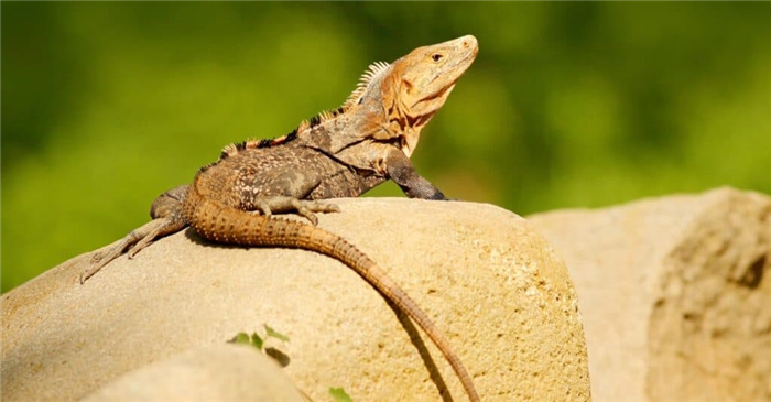 black-spiny-tailed-iguana-sitting-on-rock