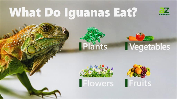 What Do Iguanas Eat