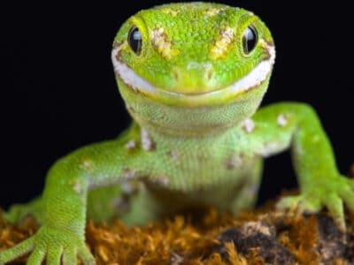 A Pet Gecko Guide: What You Need To Know