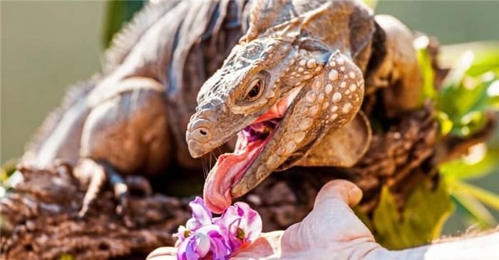 grand-cayman-blue-iguana-eating-a-flower