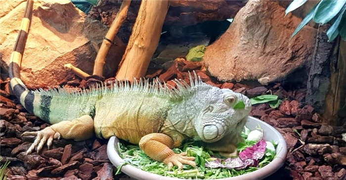 large-green-iguana-eating-a-salad