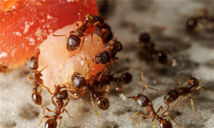 Ants eating food