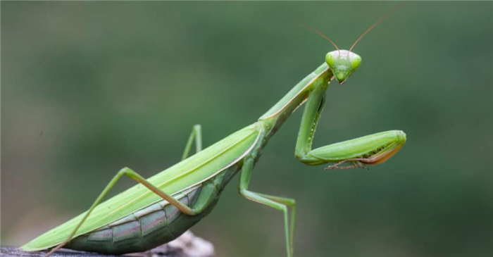 Apex predator: praying mantis