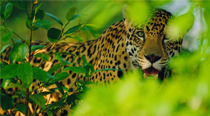 Male jaguar, Brazil