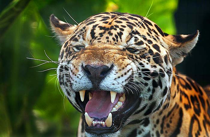 How Do Jaguars Hunt?