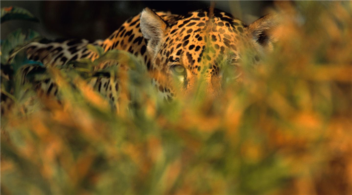 Jaguar stalking prey in long grass