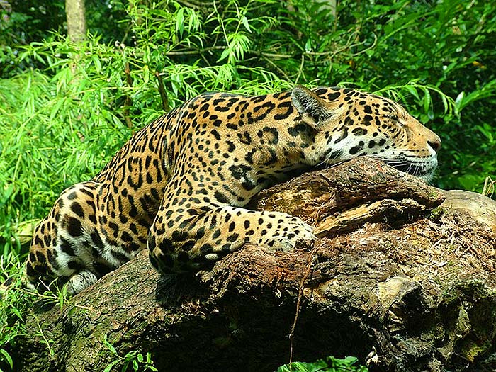How Often Do Jaguars Eat?