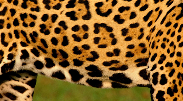 Jaguar's coat