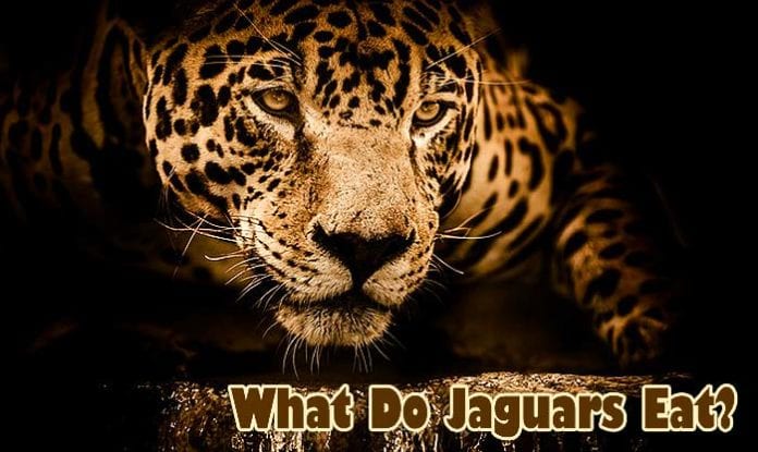 What Do Jaguars Eat?