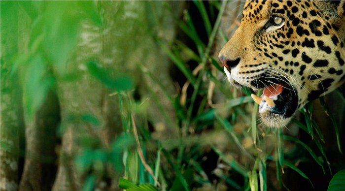 A Jaguar in Brazil