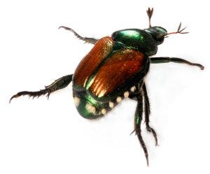 How to get rid of Japanese Beetles