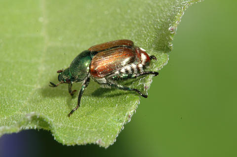 japanese beetle crawling on edge of a leaf