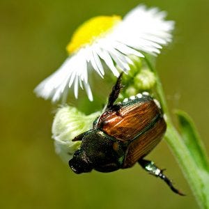 Japanese beetles eat flowers