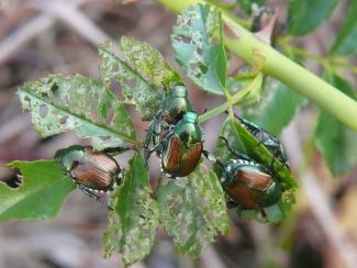 Plants that Attract Japanese Beetles
