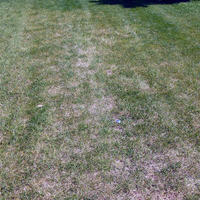 Lawn with brown patches