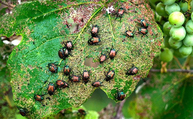 When feeding, Japanese beetles skeletonize foliage by eating all the green between the veins of a leaf.