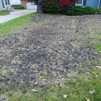 Lawn with large area of exposed dirt and dead grass