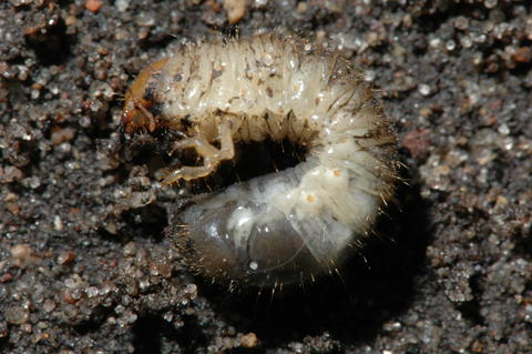 white c-shaped grub with brown head and visible legs and dark colored large end lying on dirt