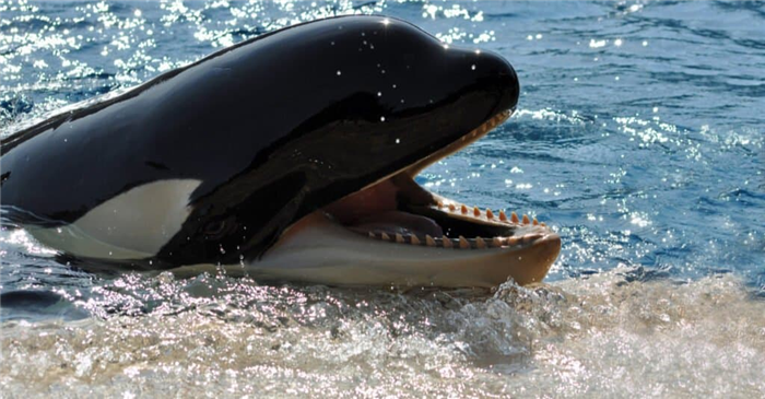 orca killer whale looking out of the water at sunset, off Kaldfjorden in Norway.