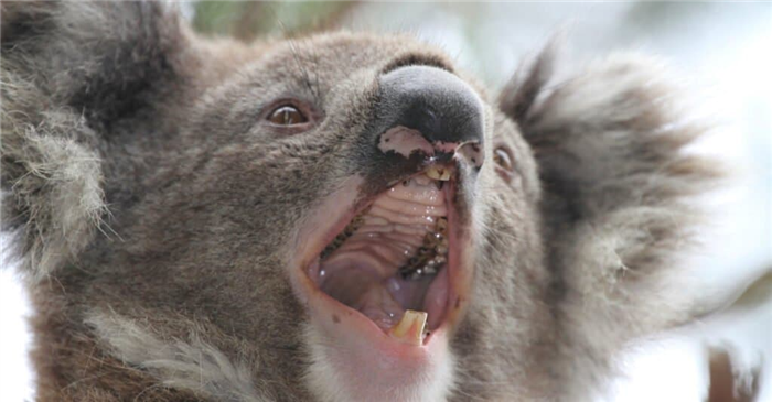 Koala Teeth - Koala with mouth wide open
