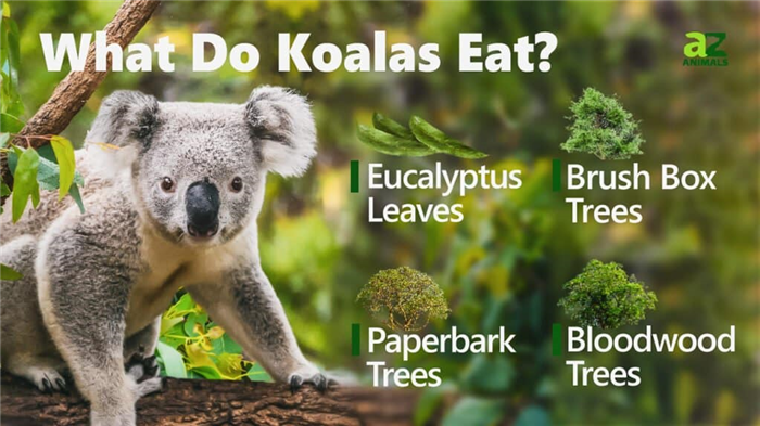 What Do Koalas Eat