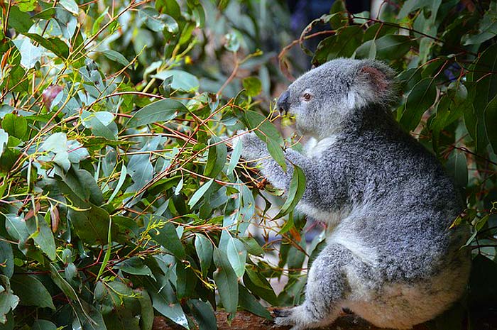 Koalas Diet