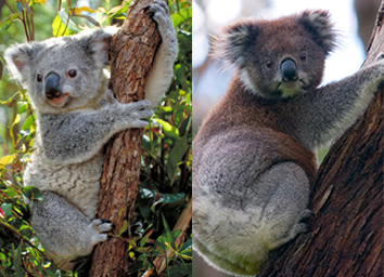 Northern koala (left) and Southern koala (right)