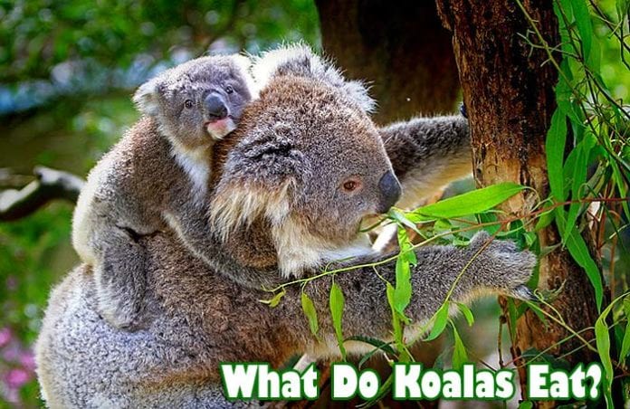 What Do Koalas Eat?