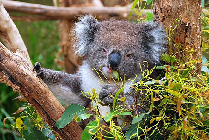 How Often Do Koalas Eat?
