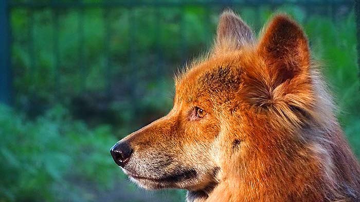 What Eats Koalas? Australian Dingoes