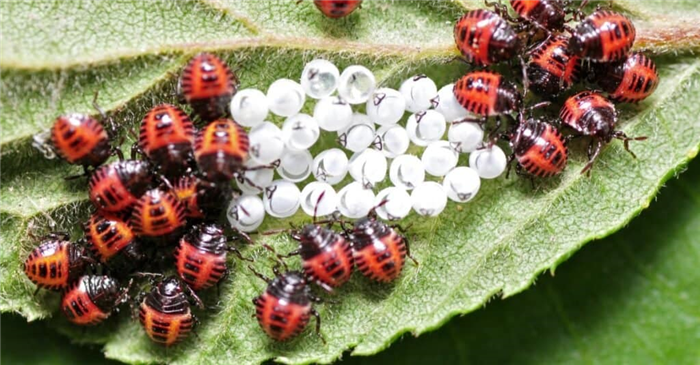 Ladybug larvae and eggs on a leaf.