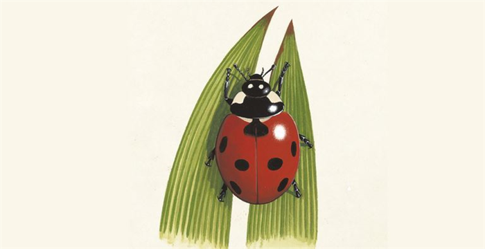 Ladybird / Ladybug