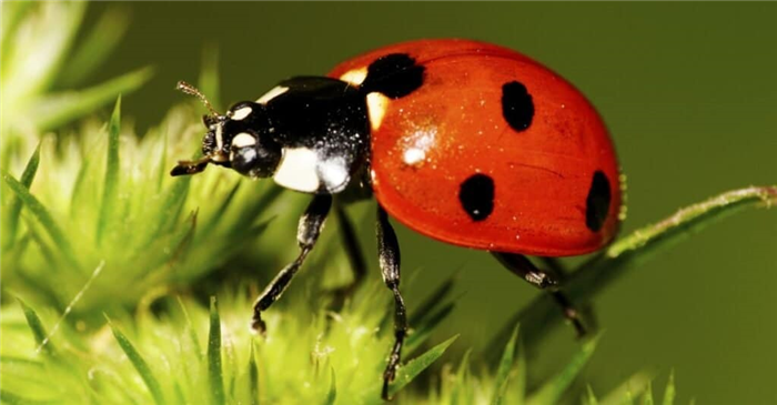 Caucasian red seven-spotted ladybug with black and white spots on the elytra, long legs, antennae has risen on legs in green inflorescence