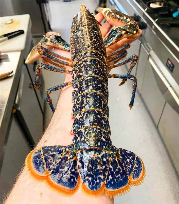 European Lobster