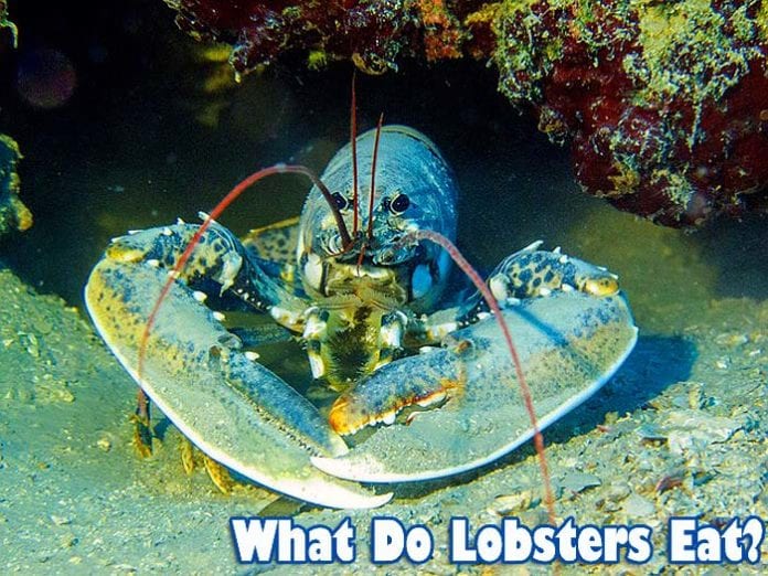 What Do Lobsters Eat?