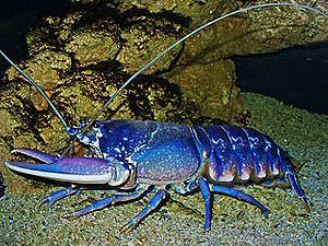 What Do European Lobsters Eat?