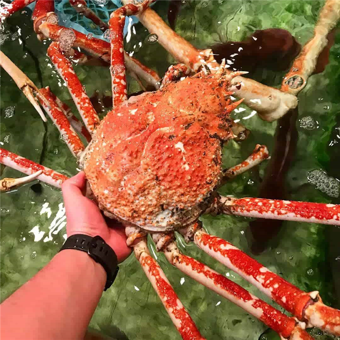 Japanese Spider Crab