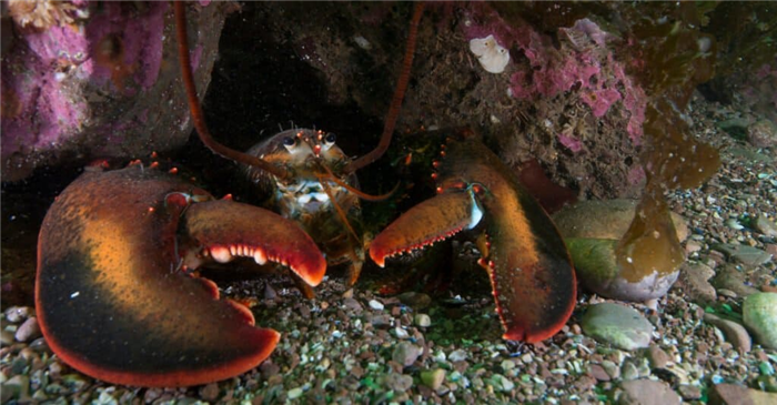 Animals That Molt - American Lobster