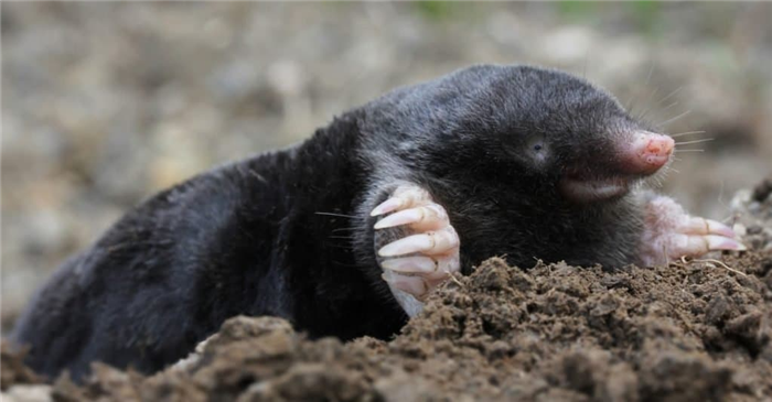 Animals That Burrow Underground: Mole