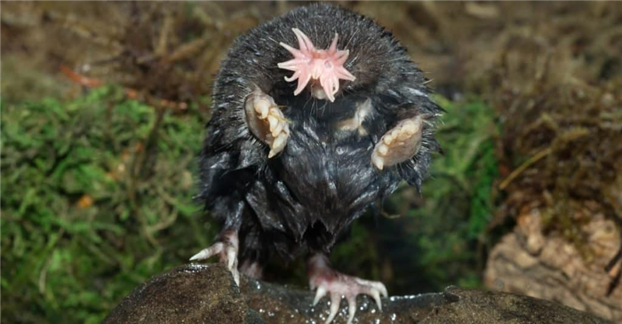 Star-nosed mole in Minnesota, sitting on a rock in the sun.