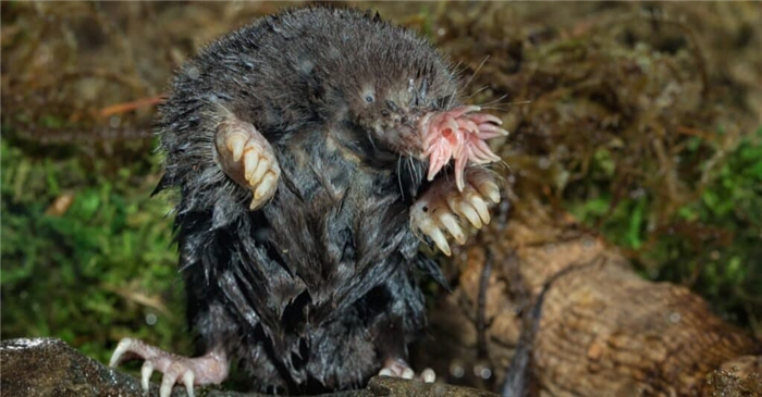Weakest animals Star-Nosed Mole