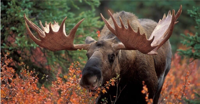 What do moose eat