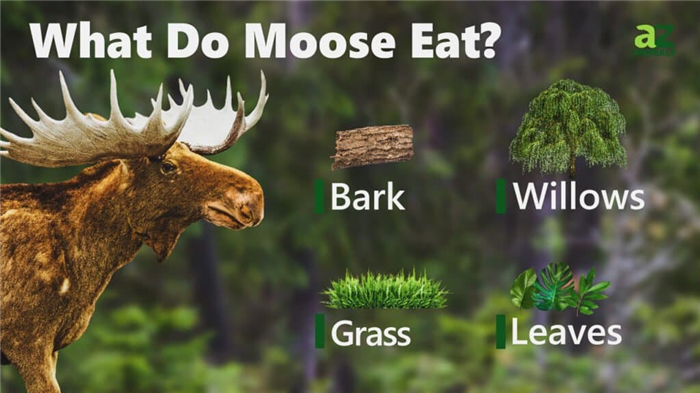 What Do Moose Eat