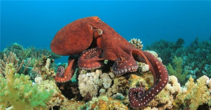 How many hearts does an octopus have