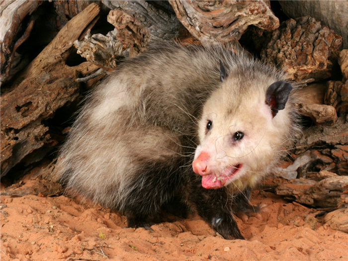 iStock_000006670261Small_opossum.jpg