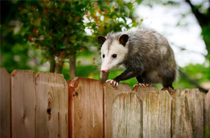 13 Things Possums Like To Eat Most (Foods Avoid)