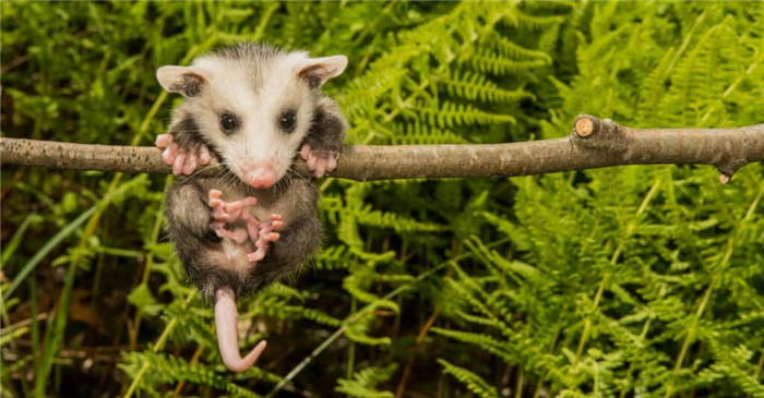 Sleepiest Animals – North American Opossum